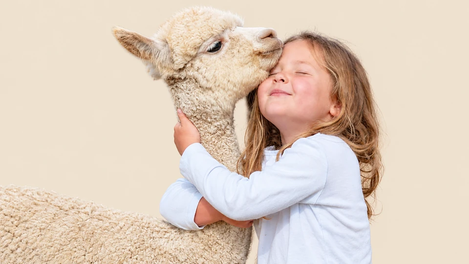 A young girl hugging a white alpaca
