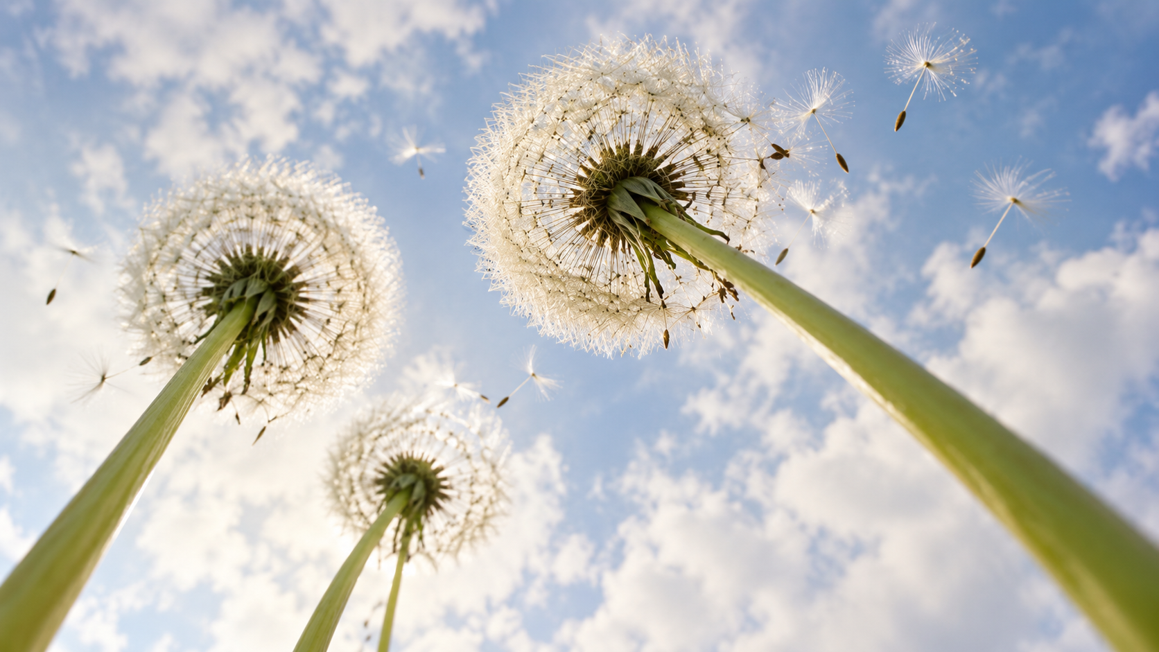Dandelion seeds drifting across a cloudy sky