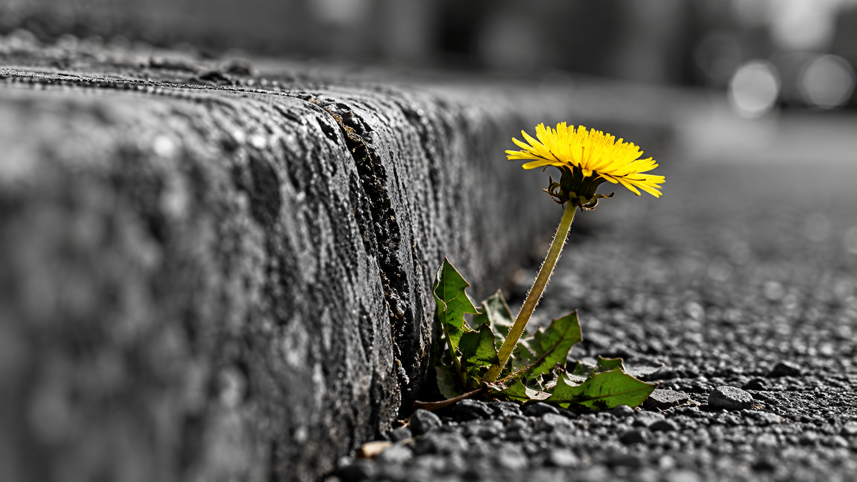 A yellow dandelion growing beside a concrete curb